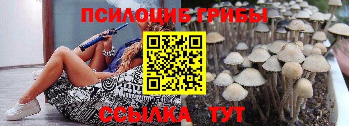 Псилоцибиновые грибы Psilocybine cubensis Дивногорск